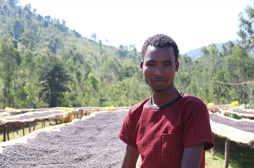 THE ETHIOPIA COLLECTION - 3 X 250G