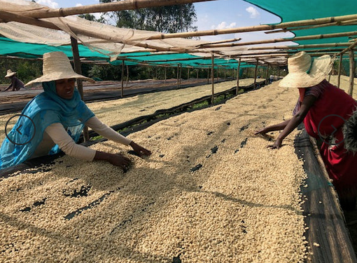 ETHIOPIA - Beshasha, Mustefa Abakeno - STAR LOT