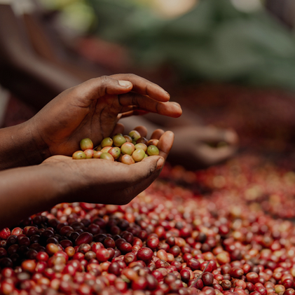 RWANDA - ISANO
