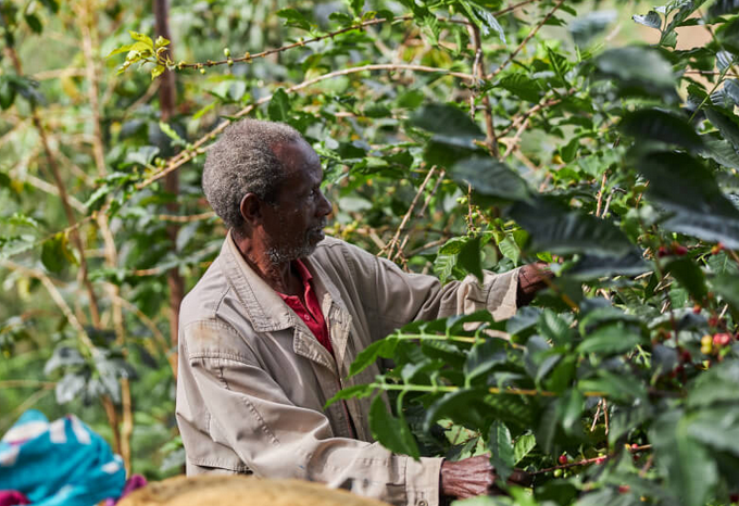 ETHIOPIA - LIMU