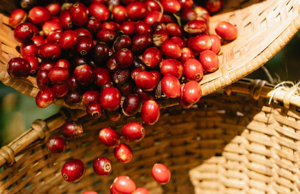ETHIOPIA - LIMU