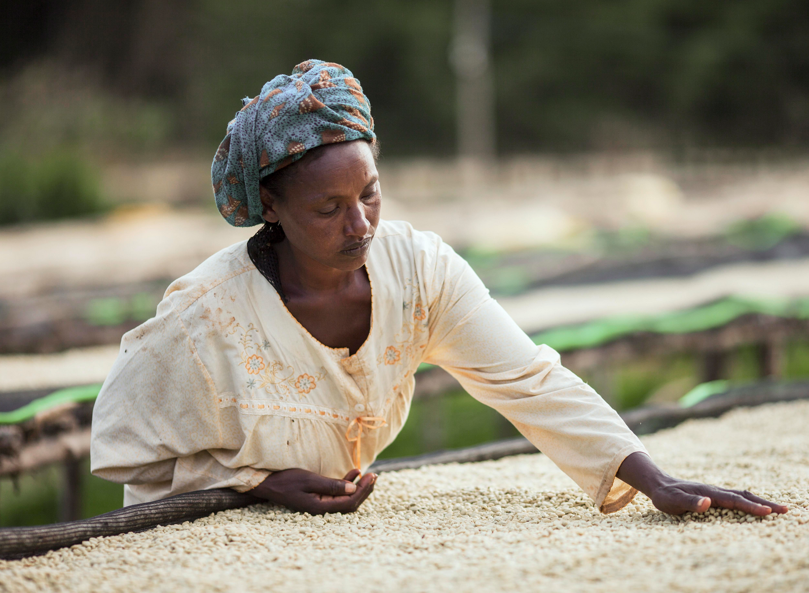 ETHIOPIA - GUJI