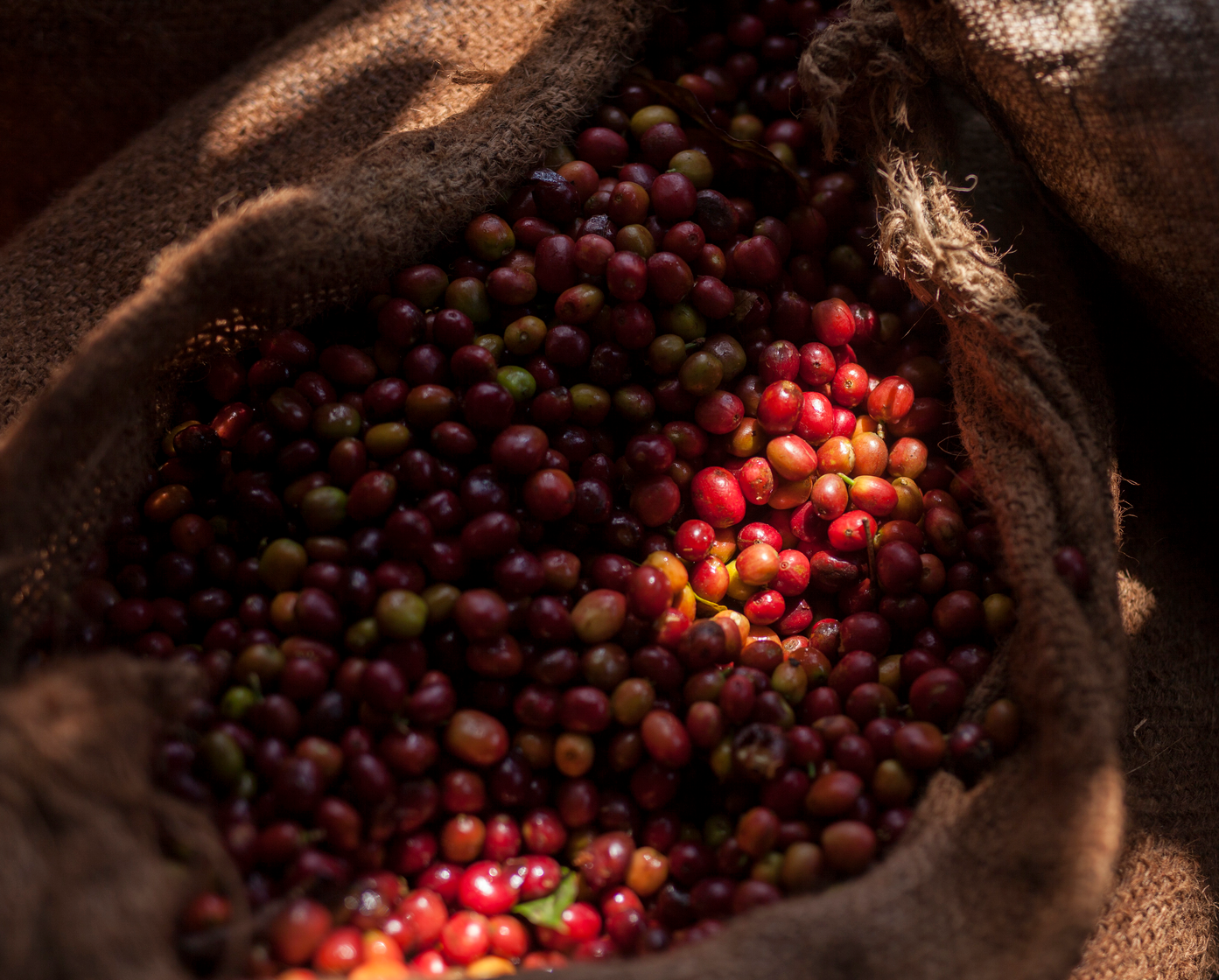 ETHIOPIA - GUJI