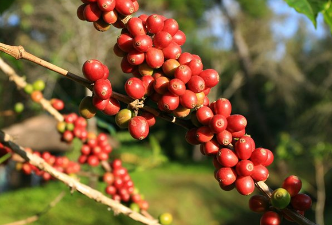 EL SALVADOR - Ahuachapán