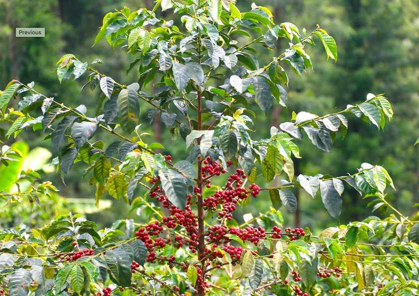 KENYA AB Mchana Estate