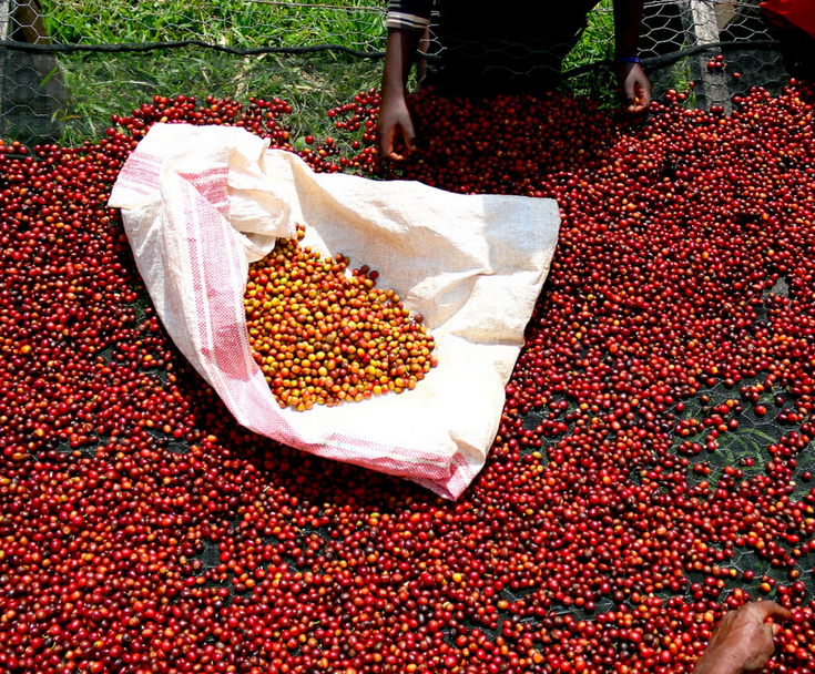 KENYA AB Mchana Estate