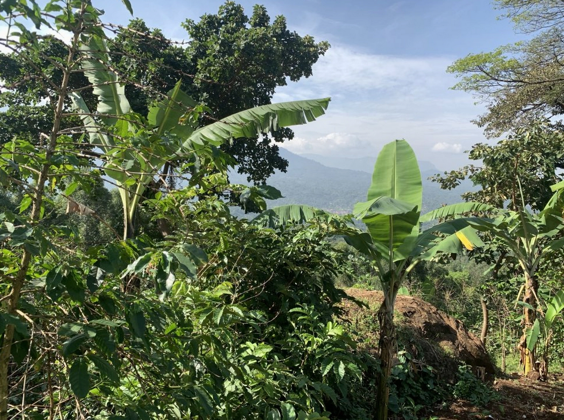 UGANDA-MIWU