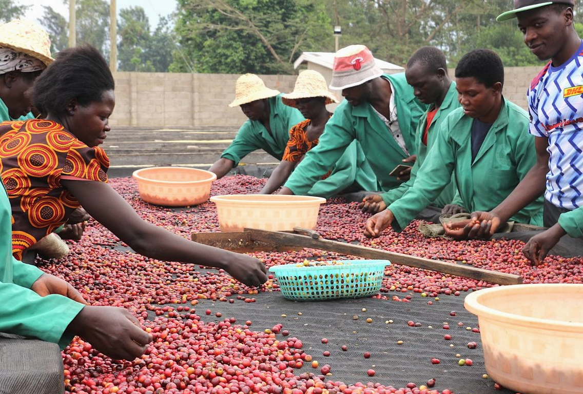 UGANDA-MIWU