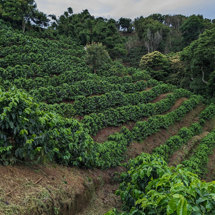 COSTA RICA- Francisca Cubillo (LAS LAJAS)