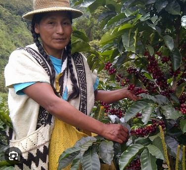 tolima coffee.JPG